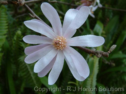 Magnolia stellata_2 